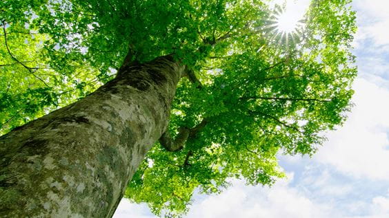 Ein starker Baum