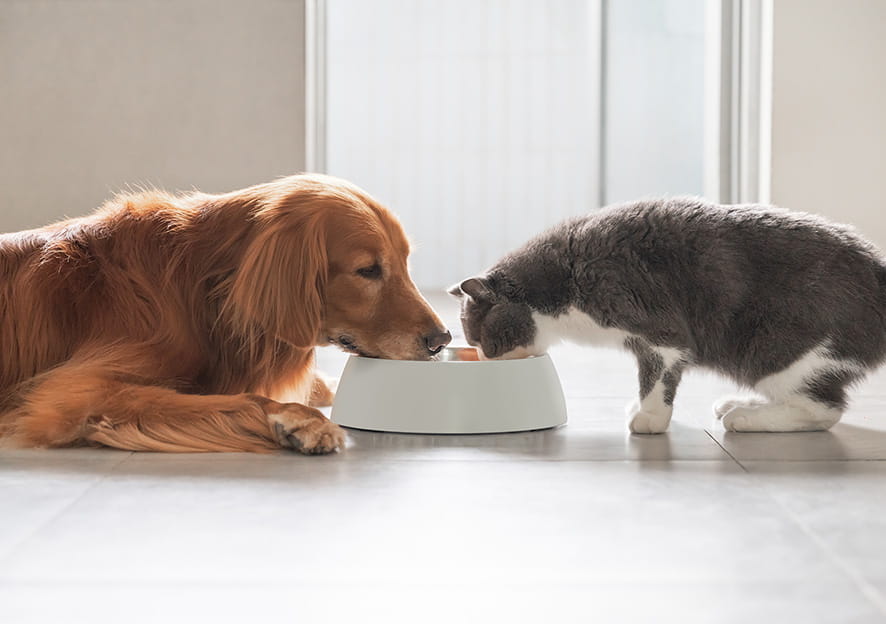 Hund und Katze beim Fressen