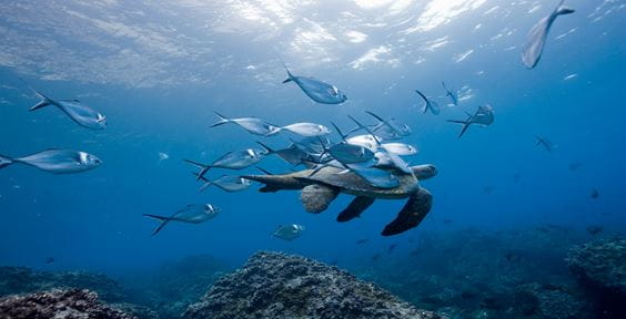 Turtle, Schildkröte schwimmt mit Fischen im Meer